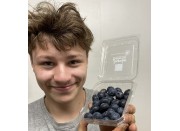 BLUEBERRIES - 125 Gram Punnet - JUMBO SIZE